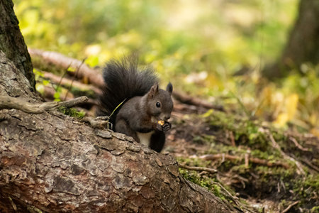 Arosa, Switzerland, October 12, 2024 Squirrel is searching for food in a forest in autumnの写真素材