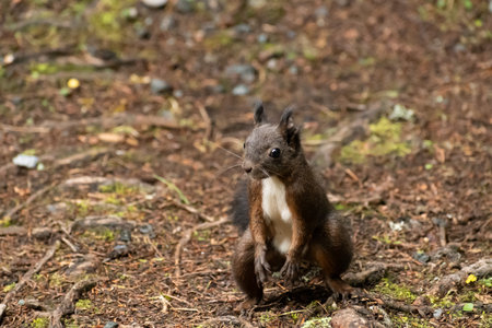 Arosa, Switzerland, October 12, 2024 Squirrel is searching for food in a forest in autumnの写真素材