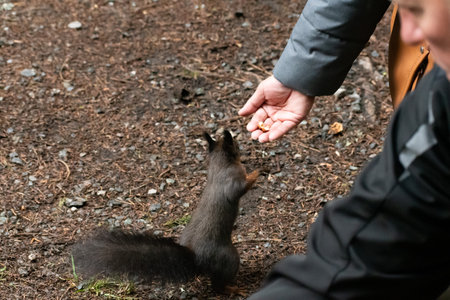 Arosa, Switzerland, October 12, 2024 Squirrel is taking some nuts from a human hand in a forest in autumnの写真素材