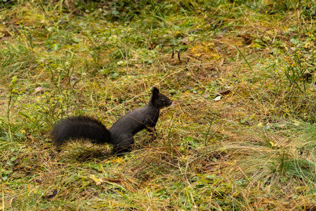 Arosa, Switzerland, October 12, 2024 Squirrel is searching for food in a forest in autumnの写真素材