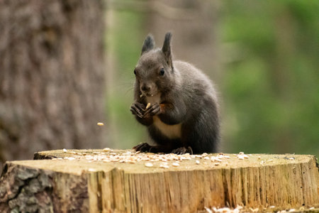 Arosa, Switzerland, October 12, 2024 Squirrel is searching for food in a forest in autumnの写真素材