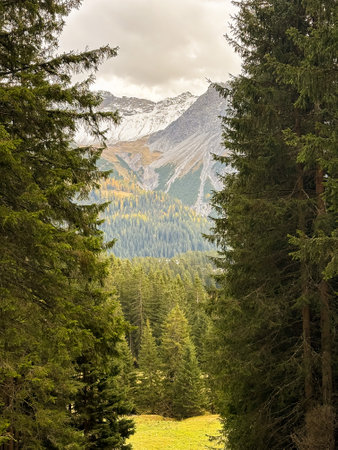 Arosa, Switzerland, October 12, 2024 Forest scenery with green trees in autumnの写真素材