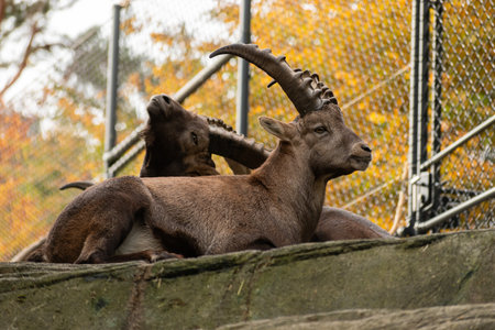 Saint Gallen, Switzerland, October 19, 2024 Capricorn in a wildlife parkの写真素材