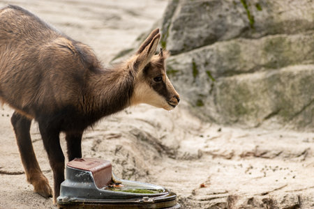 Saint Gallen, Switzerland, October 19, 2024 Chamois in a wild life park