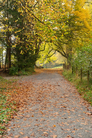Saint Gallen, Switzerland, October 19, 2024 Autumn mood in a colorful forestの写真素材