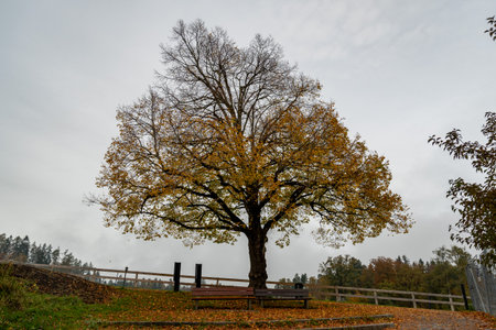 Saint Gallen, Switzerland, October 19, 2024 Big colorful tree on a hill in autumn