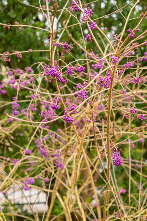 Saint Gallen, November 3, 2024 Callicarpa Bodinieri or bodiniers beauty berry plant at the botanical gardenの写真素材