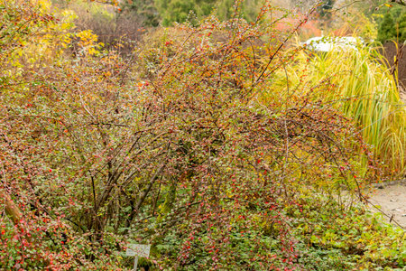 Saint Gallen, November 3, 2024 Cotoneaster Divaricatus or spreading cotoneaster plant at the...