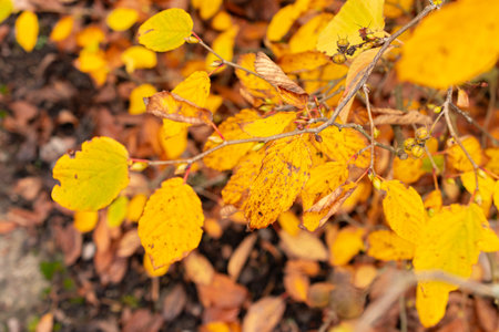 Saint Gallen, November 3, 2024 Corylopsis Veitchiana plant at the botanical gardenの写真素材