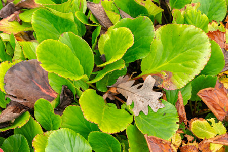 Saint Gallen, November 3, 2024 Bergenia Cordifolia plant at the botanical gardenの写真素材
