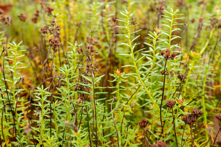 Saint Gallen, November 3, 2024 Rhodiola Crassipes plant at the botanical gardenの写真素材