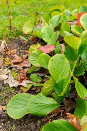 Saint Gallen, November 3, 2024 Bergenia Cordifolia plant at the botanical gardenの写真素材