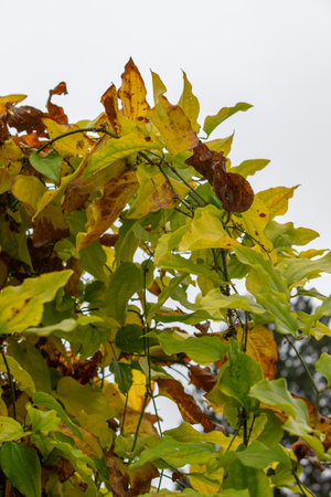 Saint Gallen, November 3, 2024 Smilax Tamnoides or bristly greenbrier plant at the botanical gardenの写真素材