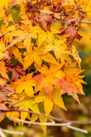 Saint Gallen, November 3, 2024 Acer Palmatum or japanese maple tree at the botanical garden