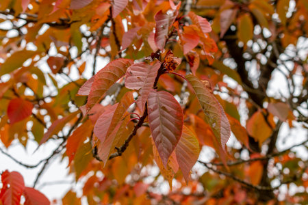 Saint Gallen, November 3, 2024 Prunus Serrulata or japanese cherry tree at the botanical gardenの写真素材