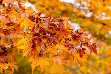Saint Gallen, November 3, 2024 Acer Palmatum or japanese maple tree at the botanical garden
