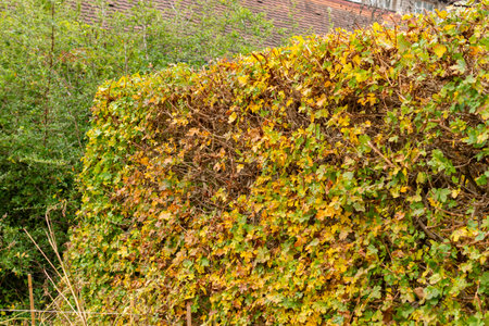 Saint Gallen, November 3, 2024 Acer Campestre or field maple plant at the botanical garden