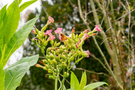 Saint Gallen, November 3, 2024 Nicotiana Tabacum or cultivated plant at the botanical gardenの写真素材