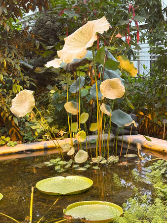 Saint Gallen, November 3, 2024 Nelumbo Nucifera or Padma plant at the botanical gardenの写真素材
