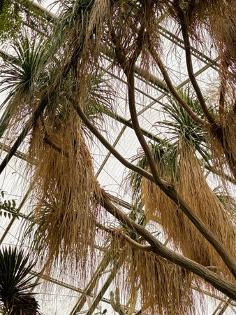 Saint Gallen, November 3, 2024 Beaucarnea Recurvata or pony tail palm at the botanical gardenの写真素材