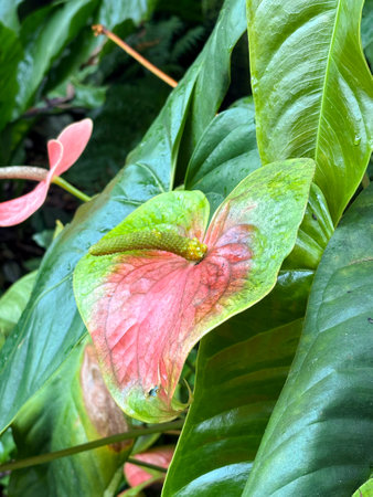 Saint Gallen, November 3, 2024 Anthurium Schrzerianum or flamingo flower at the botanical gardenの写真素材