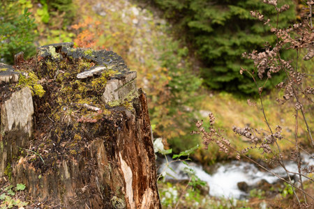 Small river is flowing through a forest in autumn