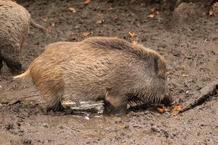 Saint Gallen, Switzerland, October 19, 2024 Wild boar in the mud in a wildlife parkの写真素材