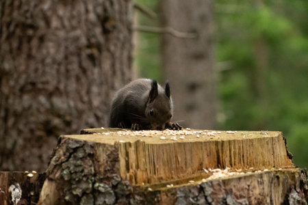 Arosa, Switzerland, October 12, 2024 Squirrel is searching for food in a forest in autumn