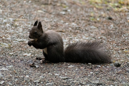 Arosa, Switzerland, October 12, 2024 Squirrel is searching for food in a forest in autumnの写真素材