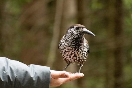 Arosa, Switzerland, October 12, 2024 Tannhaeher bird or Nucifraga Caryocatactes is sitting on a...