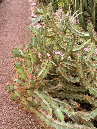 Saint Gallen, Switzerland, November 23, 2024 Euphorbia Virosa or gifboom plant at the botanical...