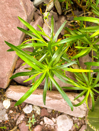 Saint Gallen, Switzerland, November 23, 2024 Nesocodon Mauritanius plant at the botanical garden