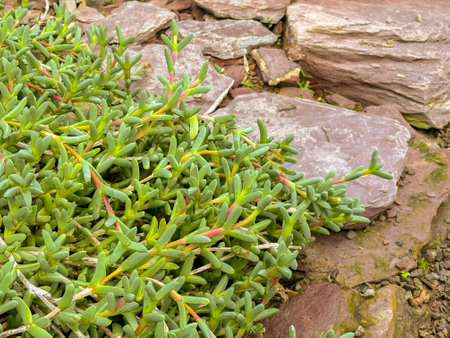 Saint Gallen, Switzerland, November 23, 2024 Hereroa Granulata plant at the botanical gardenの写真素材