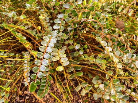 Saint Gallen, Switzerland, November 23, 2024 Pellaea Rotundifolia or button fern plant at the botanical gardenの写真素材