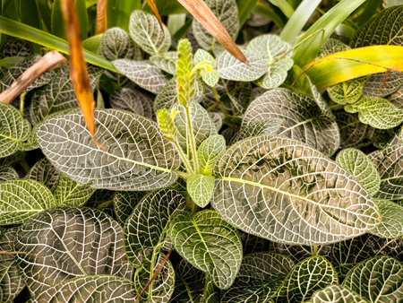 Saint Gallen, Switzerland, November 23, 2024 Fittonia Albivenis or mosaic plant at the botanical gardenの写真素材