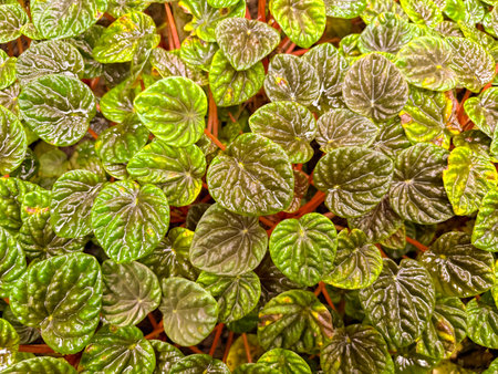 Saint Gallen, Switzerland, November 23, 2024 Peperomia Caperata or emerald ripple peperomia plant at the botanical gardenの写真素材