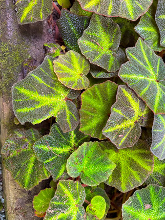 Saint Gallen, Switzerland, November 23, 2024 Begonia Solimutata or sun changing begonia plant at the...