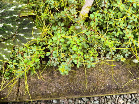 Saint Gallen, Switzerland, November 23, 2024 Peperomia Rubella plant at the botanical garden