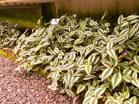 Saint Gallen, Switzerland, November 23, 2024 Tradescantia Zebrina or silver inch plant at the botanical gardenの写真素材