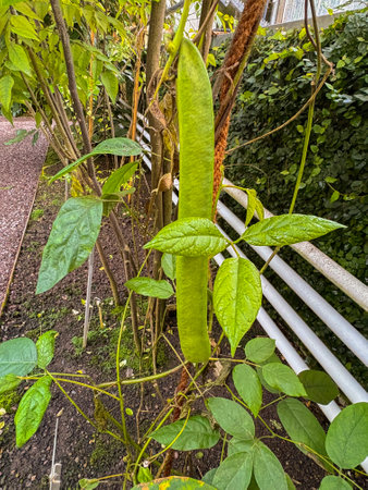 Saint Gallen, Switzerland, November 23, 2024 Canavalia Ensiformis or Jack bean plant at the...