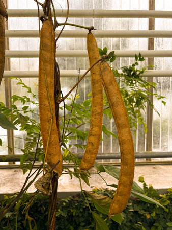 Saint Gallen, Switzerland, November 23, 2024 Canavalia Ensiformis or Jack bean plant at the botanical gardenの写真素材