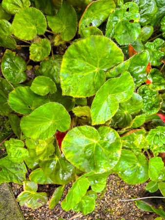 Saint Gallen, Switzerland, November 23, 2024 Begonia X Erythrophylla plant at the botanical garden