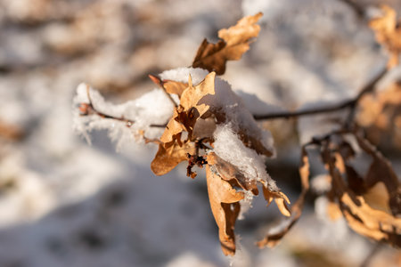 Schaan, Liechtenstein, December 31, 2024 Frost on plantations in winter timeの写真素材