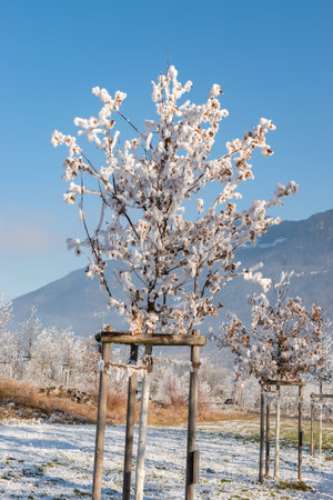 Schaan, Liechtenstein, December 31, 2024 Frost on plantations in winter timeの写真素材