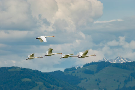 Wangen, Switzerland, May 26, 2024 Flying swan in an alpine scenery on a sunny day