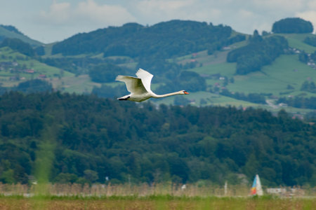 Wangen, Switzerland, May 26, 2024 Flying swan in an alpine scenery on a sunny dayの写真素材