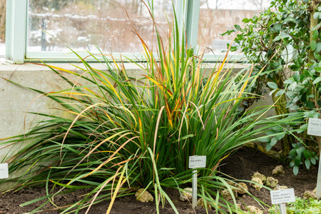 Saint Gallen, Switzerland, February 20, 2025 Libertia Grandiflora or Tukauki plant at the botanical...