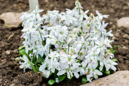 Saint Gallen, Switzerland, February 20, 2025 Scilla Mischtschenkoana or white squill plant at the...
