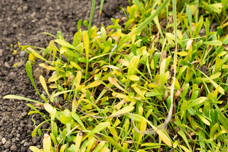 Saint Gallen, Switzerland, February 20, 2025 Selliera Radicans or remuremu plant at the botanical...