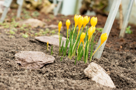 Saint Gallen, Switzerland, February 20, 2025 Crocus Chrysanthus or golden crocus plant at the botanical gardenの写真素材
